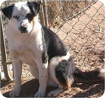 Anton, TX - Akita/Border Collie Mix. Meet Petri a Dog for Adoption.