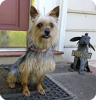 yorkie rescue ma find a pet to adopt petsmart charities yorkie rescue ma find a pet to adopt petsmart charities
