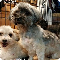 havanese rescue washington state custer wa havanese meet a for adoption havanese rescue washington state custer wa havanese meet a for adoption