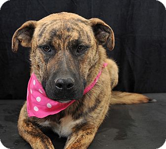 Molly | Adopted Dog | Brooklyn, NY | Catahoula Leopard Dog/Boxer Mix