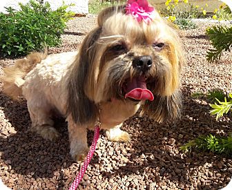 shih tzu rescue las vegas adopted las vegas nv shih tzu mix shih tzu rescue las vegas adopted las vegas nv shih tzu mix