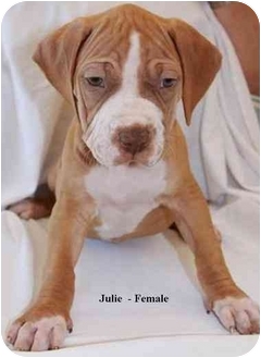 Julie Adopted Puppy Gilbert Az Shar Pei