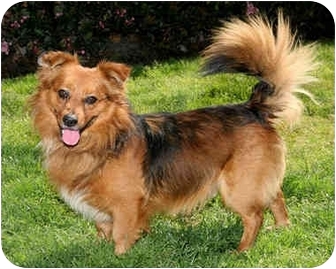 What is a Shetland and Sheepdog mix?