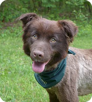 Maurice | Adopted Dog | Mocksville, NC | Border Collie/Boykin Spaniel Mix