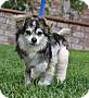 Adopt A Pet :: Hawk - Simi Valley, CA