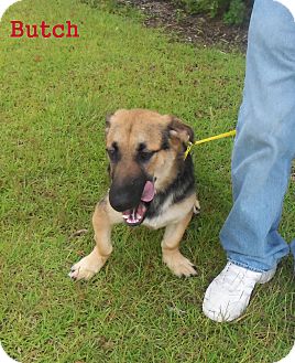 basset hound german shepherd mix puppy