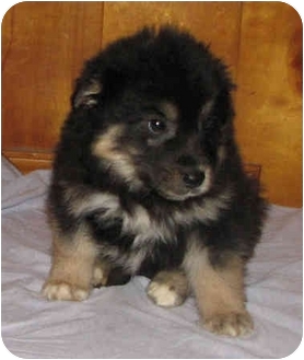 Bobby | Adopted Puppy | Brattleboro, VT | German Shepherd ...