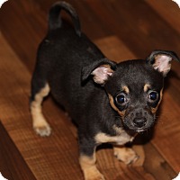greenville sc dachshund chihuahua mix meet bambi a dog greenville sc dachshund chihuahua mix meet bambi a dog