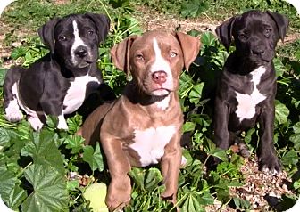 boxer staffordshire mix puppy boxer staffordshire mix puppy