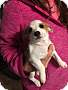 Adopt A Pet :: Taffy - Simi Valley, CA