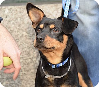 Dawson | Adopted Dog | New York, NY | Manchester Terrier ...