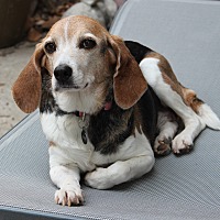 greenville sc basset hound meet stella a dog for adoption greenville sc basset hound meet stella a dog for adoption