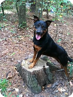 Winnsboro, SC - Jack Russell Terrier/Doberman Pinscher Mix ...