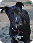 Adopt A Pet :: Duke - Simi Valley, CA