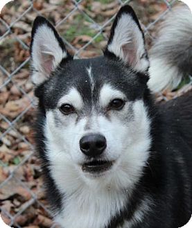 Striker | Adopted Dog | TIA | Washington, DC | American Eskimo Dog/Husky Mix