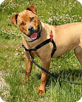 Courtney | Adopted Dog | Bellingham, WA | Chow Chow/Pit Bull Terrier Mix