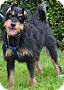 Adopt A Pet :: Sailor - Simi Valley, CA
