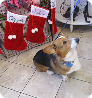 Are corgis suited for life in San Diego?
