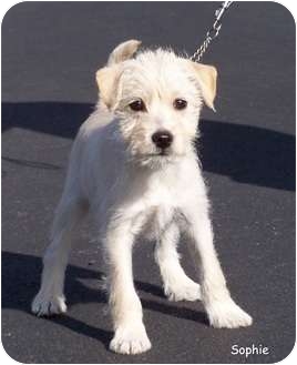 Sophie Adopted Puppy Milford NJ Schnauzer (Miniature)/Jack Sophie Adopted Puppy Milford NJ Schnauzer (Miniature)/Jack