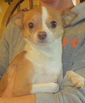 Salem Nh Chihuahua Mix Meet Margaret A Dog For Adoption