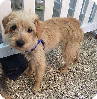 Flan | Adopted Puppy | Thousand Oaks, CA | Maltese ...