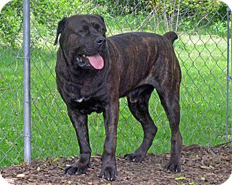 teddy bear mastiff