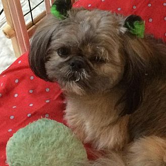 shih tzu rescue illinois homer glen il shih tzu meet ariel a for adoption shih tzu rescue illinois homer glen il shih tzu meet ariel a for adoption