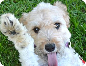What is a miniature Airedale terrier?