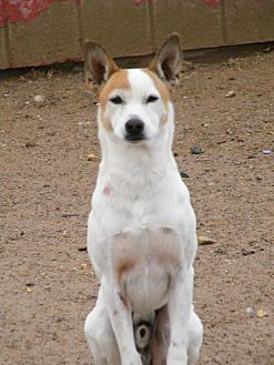 Las Vegas, NV - Shiba Inu/Jack Russell Terrier Mix. Meet Johnny a Dog