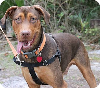 Koda | Adopted Puppy | Ft. Myers, FL | Doberman Pinscher ...