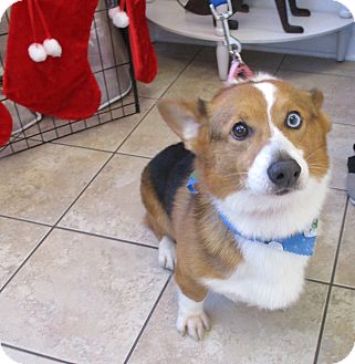 Are corgis suited for life in San Diego?