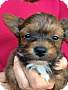 Adopt A Pet :: Snickers - Simi Valley, CA