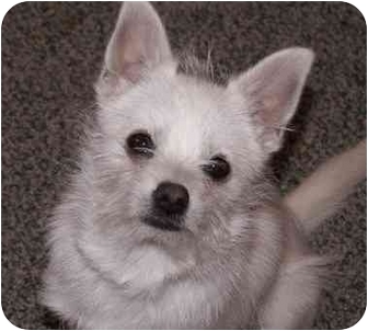 Roo | Adopted Puppy | Manahawkin, NJ | Westie, West Highland White