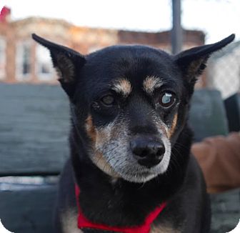 Mini | Adopted Dog | New York, NY | Miniature Pinscher