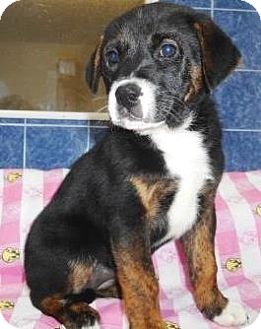 Maxie | Adopted Puppy | Bartonsville, PA | Bernese Mountain Dog/Boxer Mix