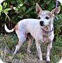 Adopt A Pet :: Baby Girl - Simi Valley, CA