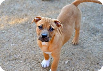 Chambers | Adopted Dog | Flower Mound, TX | English Bulldog/Rhodesian