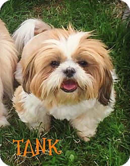 arizona shih tzu tank adopted az shih tzu arizona shih tzu tank adopted az shih tzu