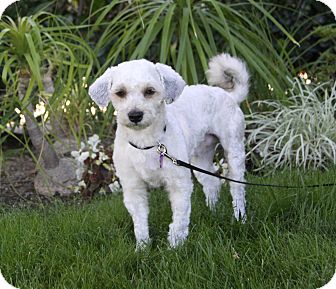 How do you find Havanese poodle mix dogs for adoption?