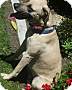 Adopt A Pet :: Winnie - Simi Valley, CA