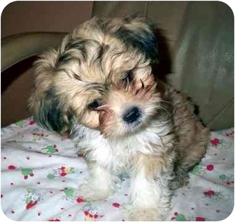 shih tzu los angeles shih tzu poodle mix los angeles dogs in our photo shih tzu los angeles shih tzu poodle mix los angeles dogs in our photo