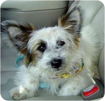 Bogey | Adopted Puppy | D10170 | Lewisville, TX | Westie, West Highland