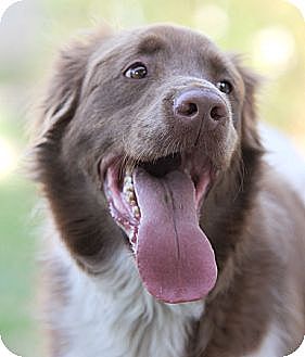 golden retriever puppies bakersfield ca bakersfield ca golden retriever mix meet lance a for adoption golden retriever puppies bakersfield ca bakersfield ca golden retriever mix meet lance a for adoption