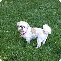 shih tzu rescue wisconsin schofield wi shih tzu mix meet gismo a for adoption shih tzu rescue wisconsin schofield wi shih tzu mix meet gismo a for adoption