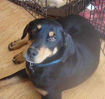 Columbia, KY - Doberman Pinscher/Coonhound Mix. Meet BoBo ...