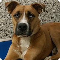 Middletown, OH - Akita/Boxer Mix. Meet Merlin a Dog for Adoption.