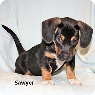 beagle dachshund mix puppies sawyer adopted puppy howell mi beagle dachshund mix beagle dachshund mix puppies sawyer adopted puppy howell mi beagle dachshund mix