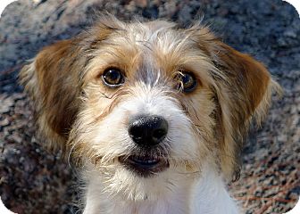 Fiddle the Cavapoo Puppy | Adopted Puppy | Ocala, FL | Cavalier King