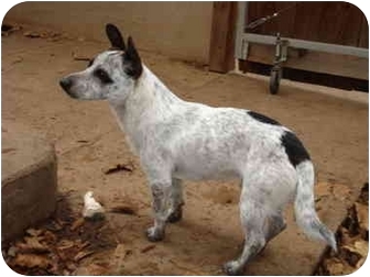 What is a blue heeler and Jack Russell mix?