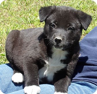 Twinsburg, OH - Akita/Australian Shepherd Mix. Meet Patriot (6 lb